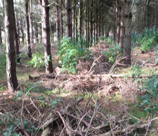 Forestry during the hot summer of 2018