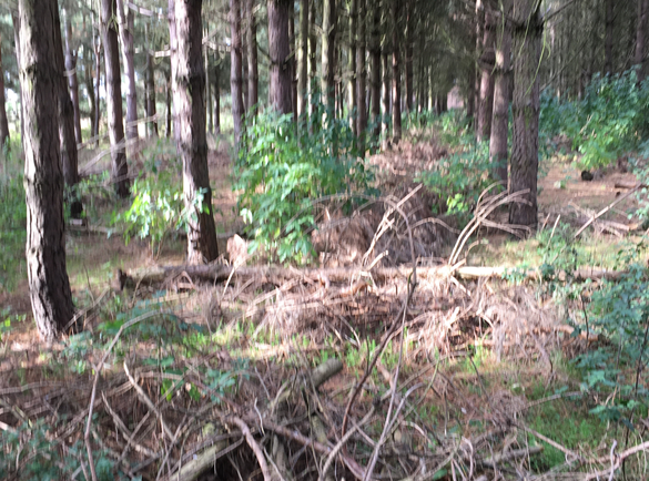 Forestry during the hot summer of 2018