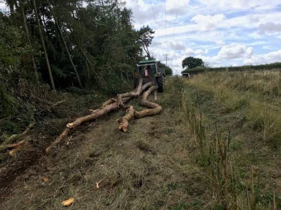 Tree felling under power cables