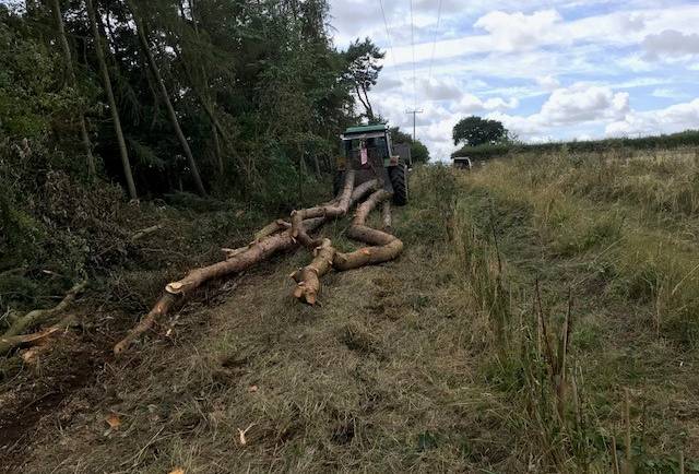 Tree felling under power cables