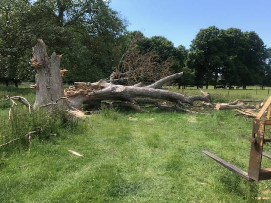 350 year old Sycamore that had fallen down