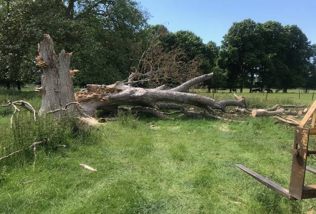 350 year old Sycamore that had fallen down