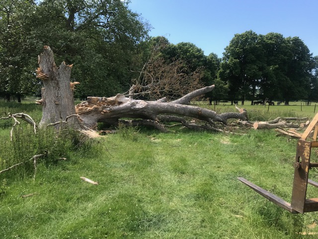 350 year old Sycamore that had fallen down